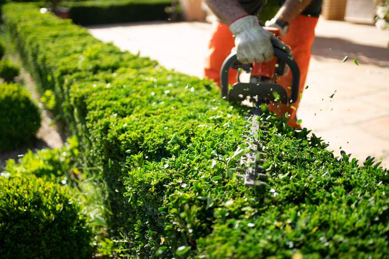 Gardener uses electric hedge trimmer to shape long boxwood hedge, clippings flying in bright sunlight along tidy garden path edge. 