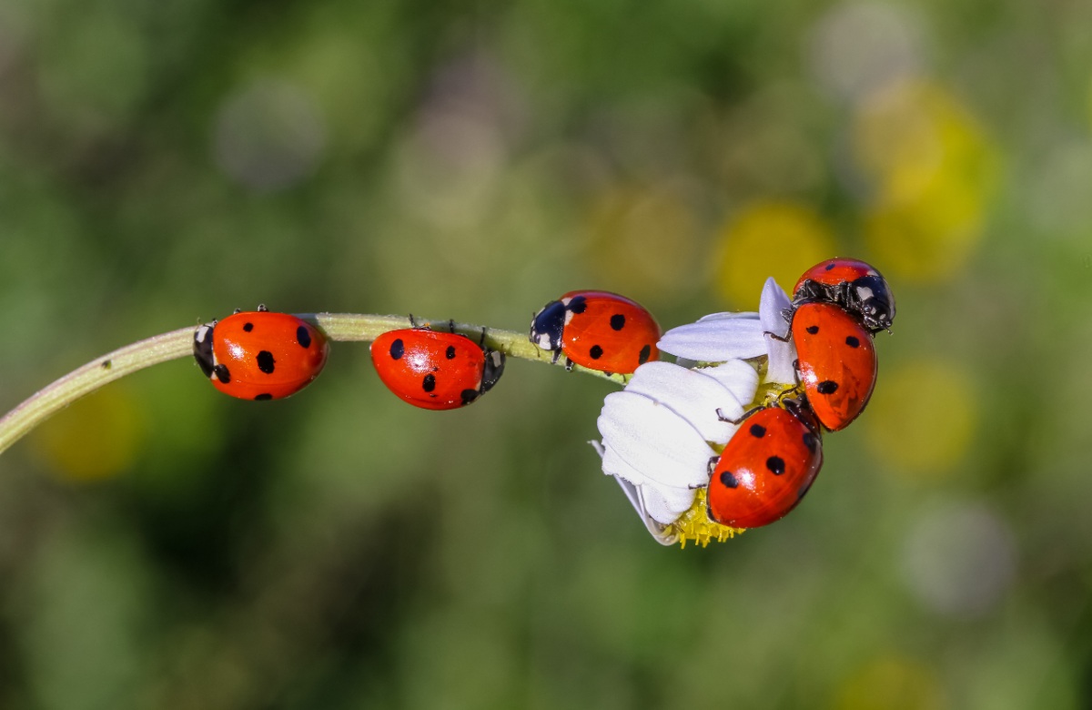 Several red ladybugs crawl along a flower stem and white bloom against a soft green background in close-up view.