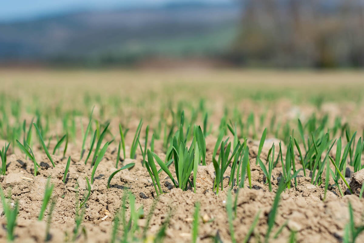 topdressing of a lawn