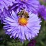 How to Build a Bee-Friendly Lawn to Help Pollinators