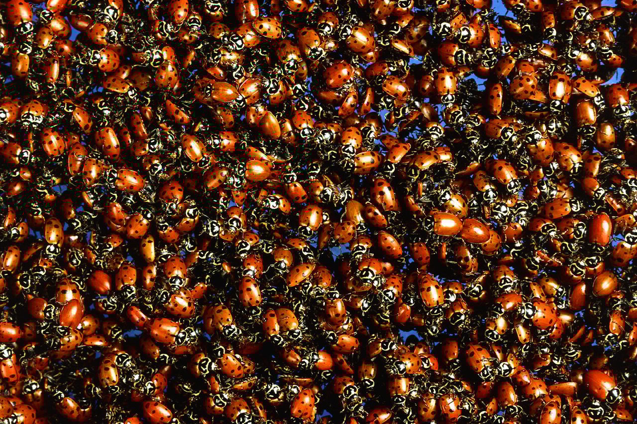 large number of insects