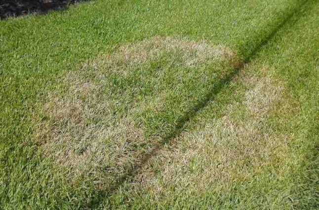 Brown patch on grass
