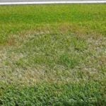 Fighting  Brown Patch, Other Summer Lawn Fungus Diseases