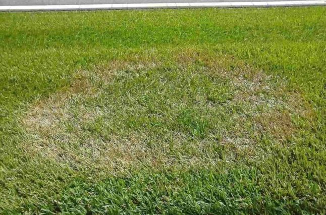 Brown patch on lawn