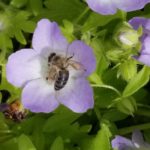 How to Build a Bee-Friendly Lawn to Help Pollinators