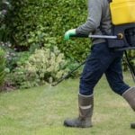 Weed Spraying in Your Lawn: How to Do It Safely and Effectively