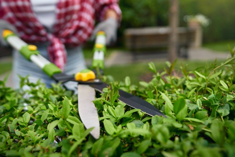 Gardener in plaid shirt trims green hedge with large garden shears, carefully shaping leaves in bright outdoor park setting.