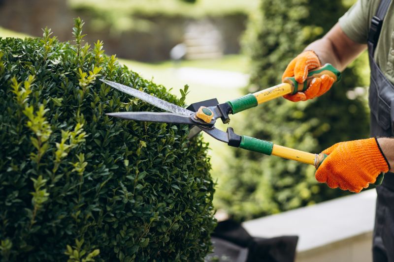 Gardener in orange gloves trims round boxwood shrub with large green handled hedge shears in sunny landscaped garden background bokeh.