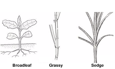 Broadleaf, grassy, sedge - the three classes of weeds