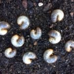 Lawn Grubs: How and When to Kill Them