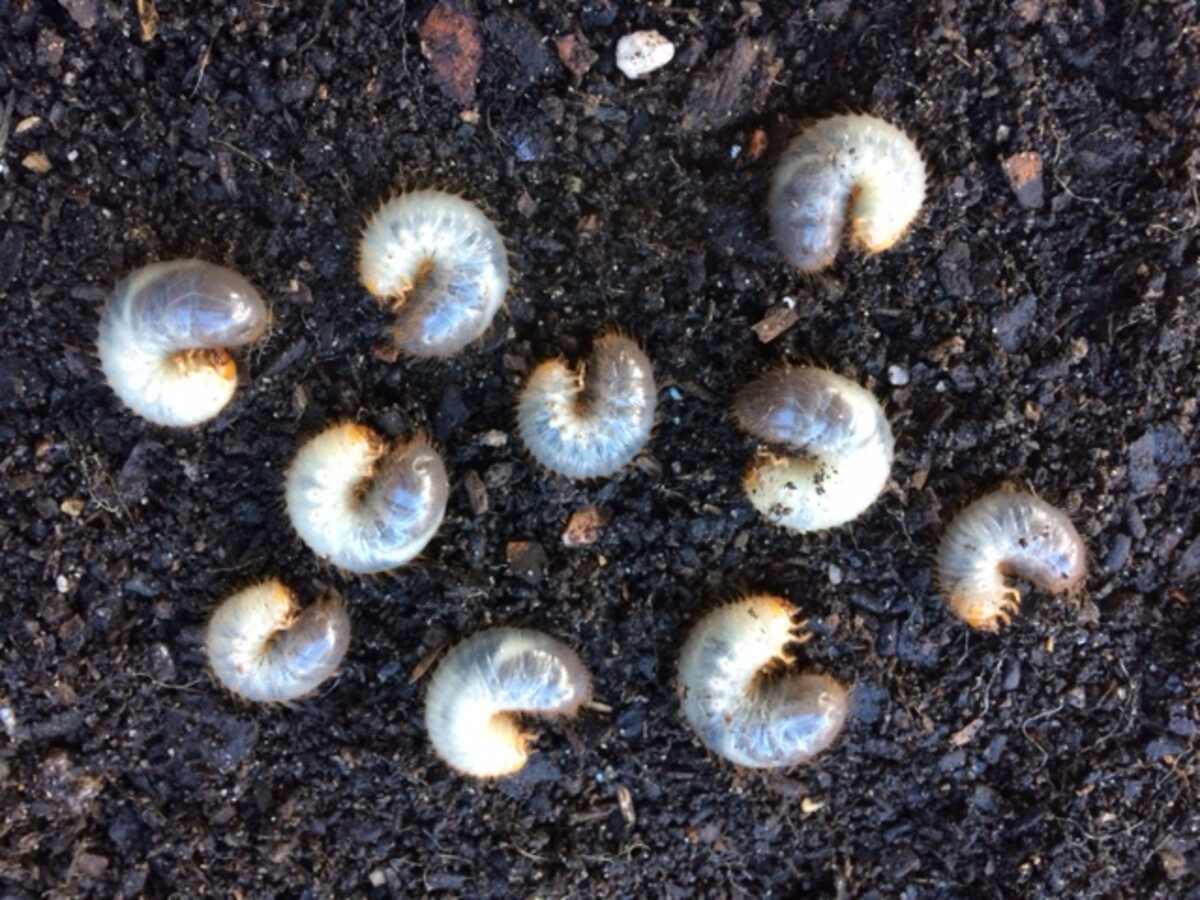 White Root Grubs: Identification and Effective Control Methods