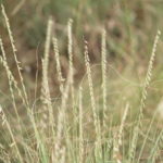 Native Grasses: Are They Right for Your Lawn?