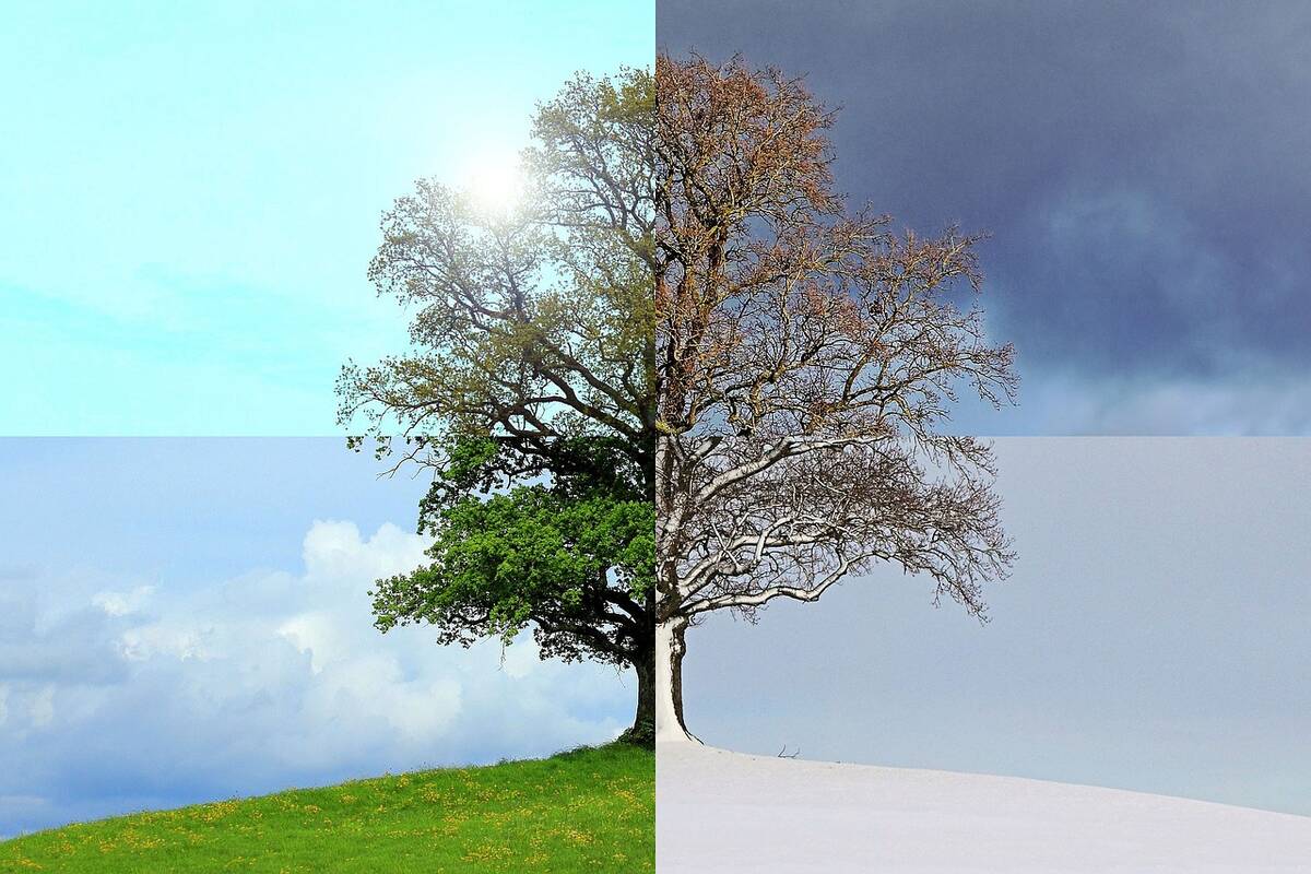 picture of a tree in all seasons