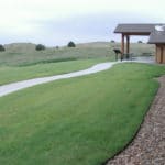 Native Grasses: Are They Right for Your Lawn?