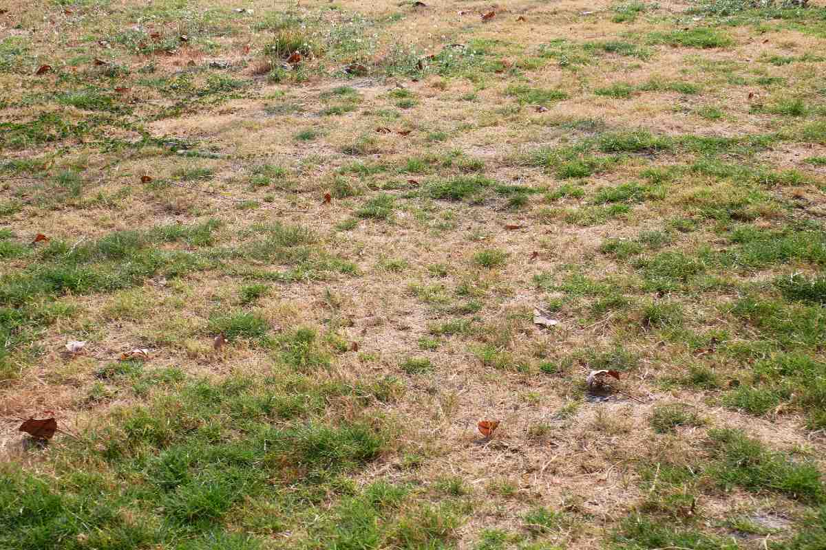 grass in lawn with poor lawn care
