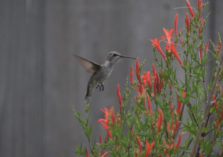Turn Your Yard Into a Certified Wildlife Habitat - Lawnstarter