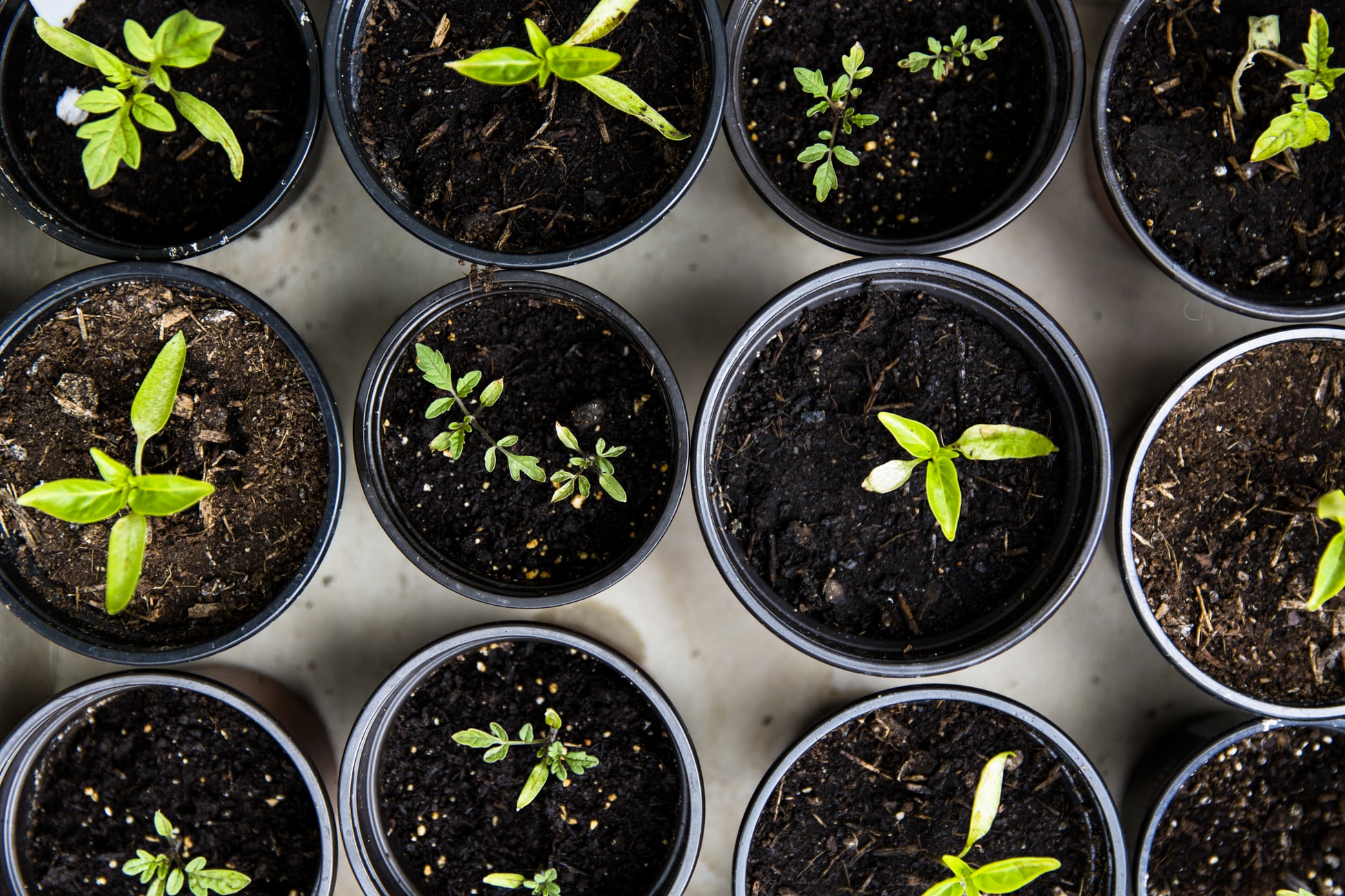 Composting 101: How to Start Your First Compost Pile