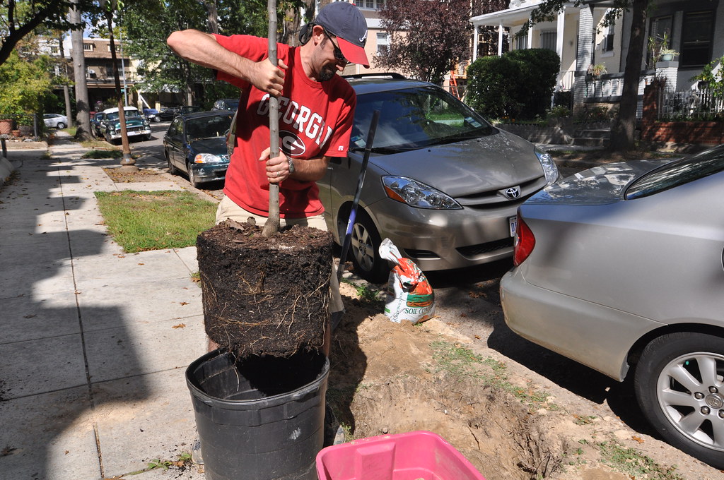 Planting a tree in urban area