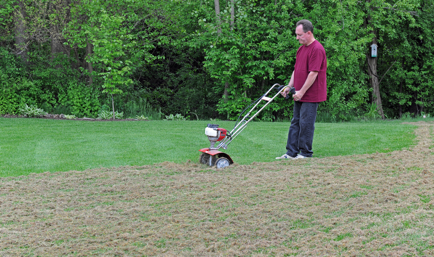 Dethatching When And How To Dethatch Your Lawn