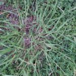 Using Pre-Emergent Herbicides the Right Way to Kill Your Lawn’s Weeds