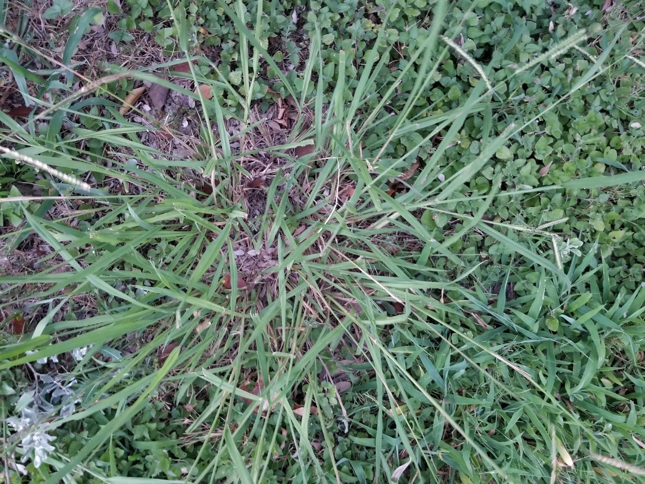 Using Pre Emergent Herbicides The Right Way To Kill Your Lawn S Weeds Lawnstarter