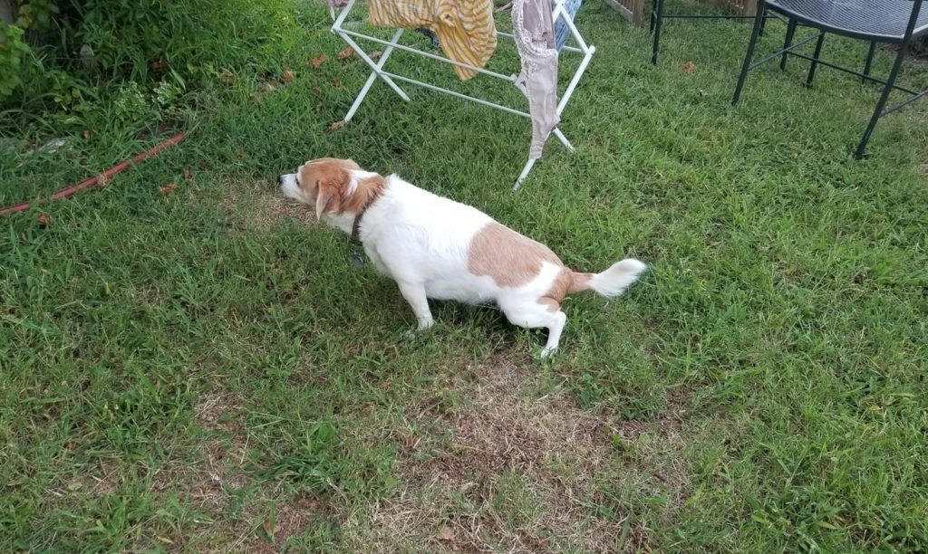 Dog urinating on lawn