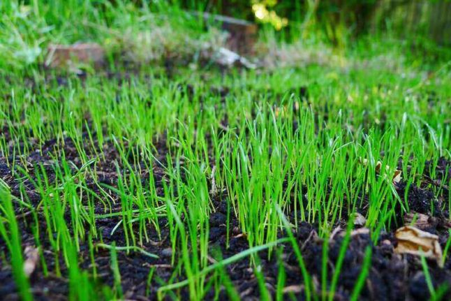 Germinating grass