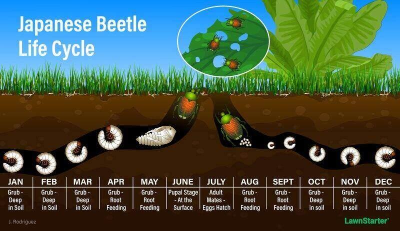 japanese beetle lifecycle update