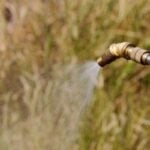 Using Pre-Emergent Herbicides the Right Way to Kill Your Lawn’s Weeds