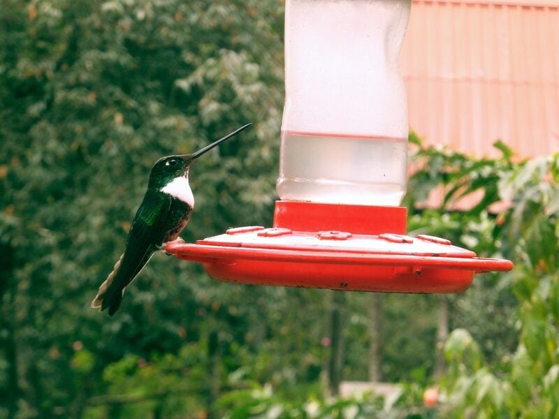 birdfeeder