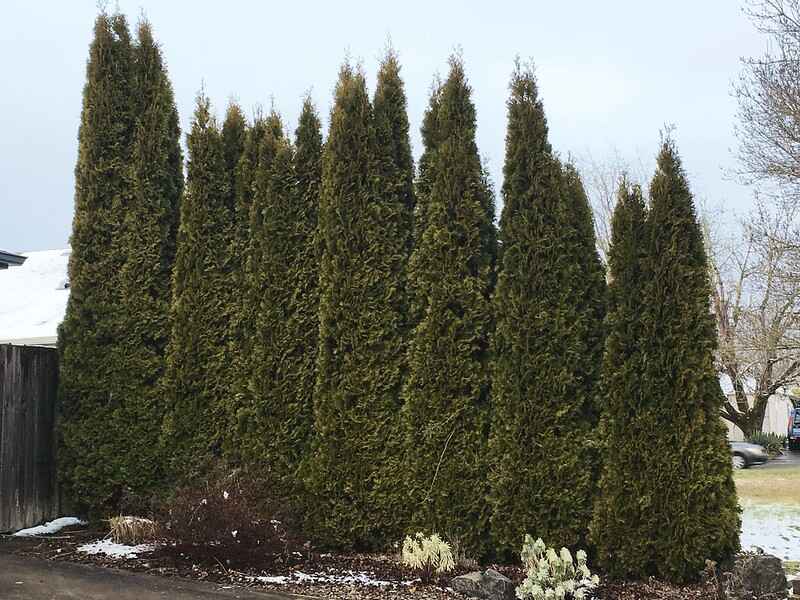 American Arborvitae