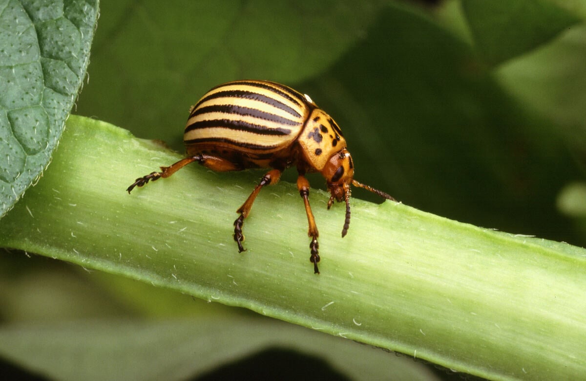 colorado beetle pest