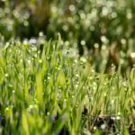 Why Mowing a Lawn When Wet Is (Usually) Bad