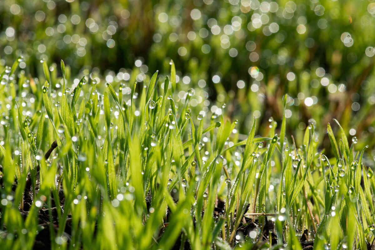 Nice morning dew on green grass close up, wet grass