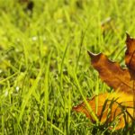 Fall Checklist for Yard and Lawn Care