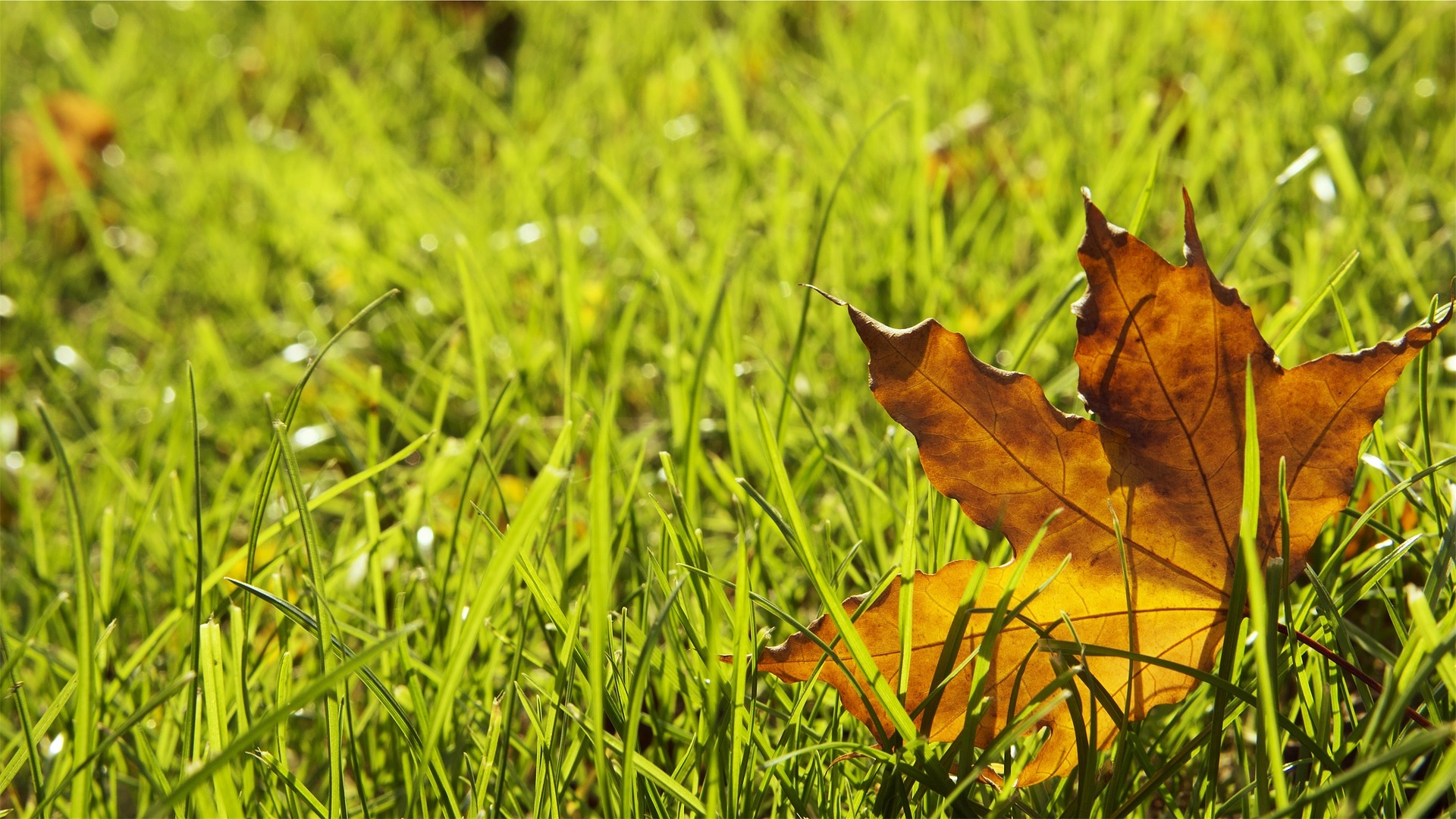 Autumn leaf on lawn