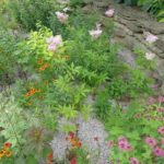 How to Build a Rain Garden: 6 Steps