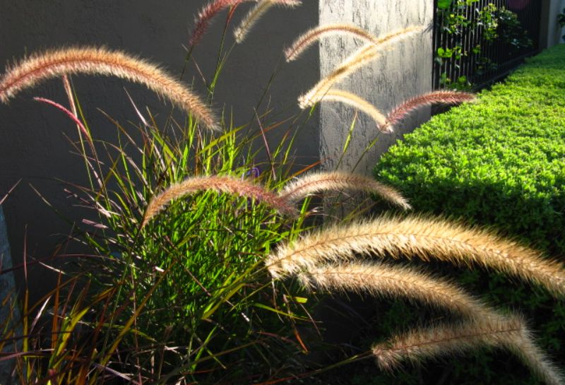 Red fountain grass