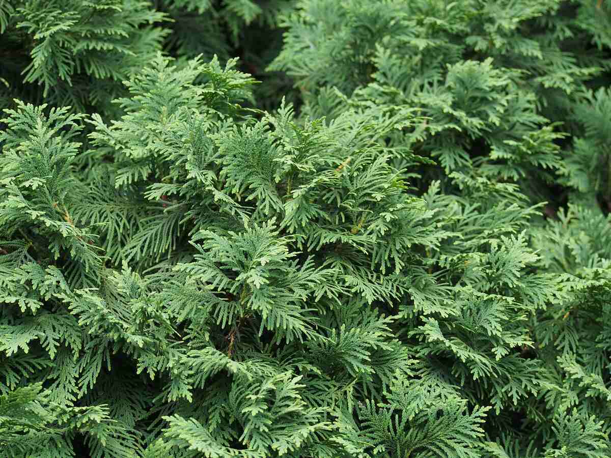 Thuja_occidentalis