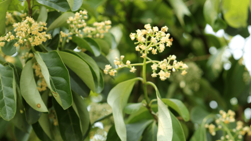 Viburnum 