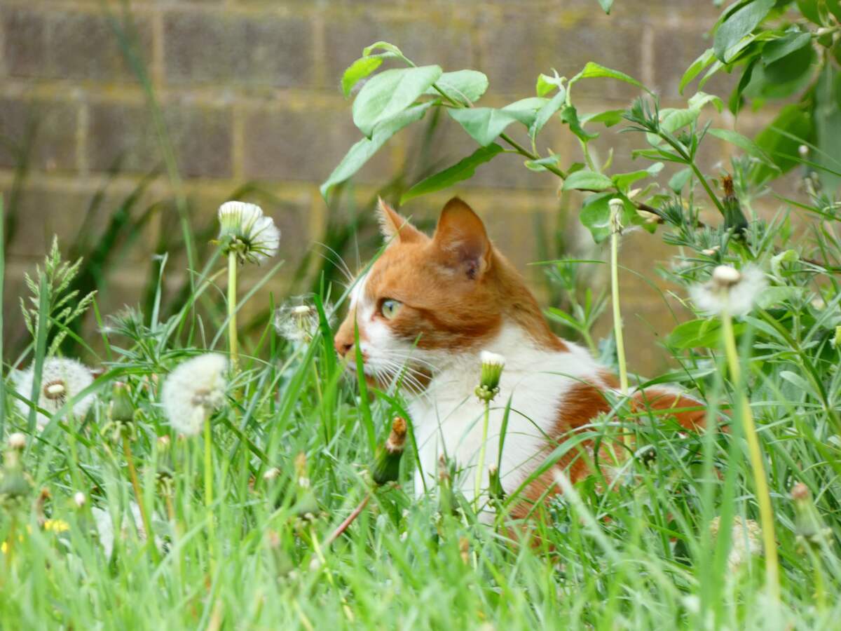 image of a cat sitting in a yard