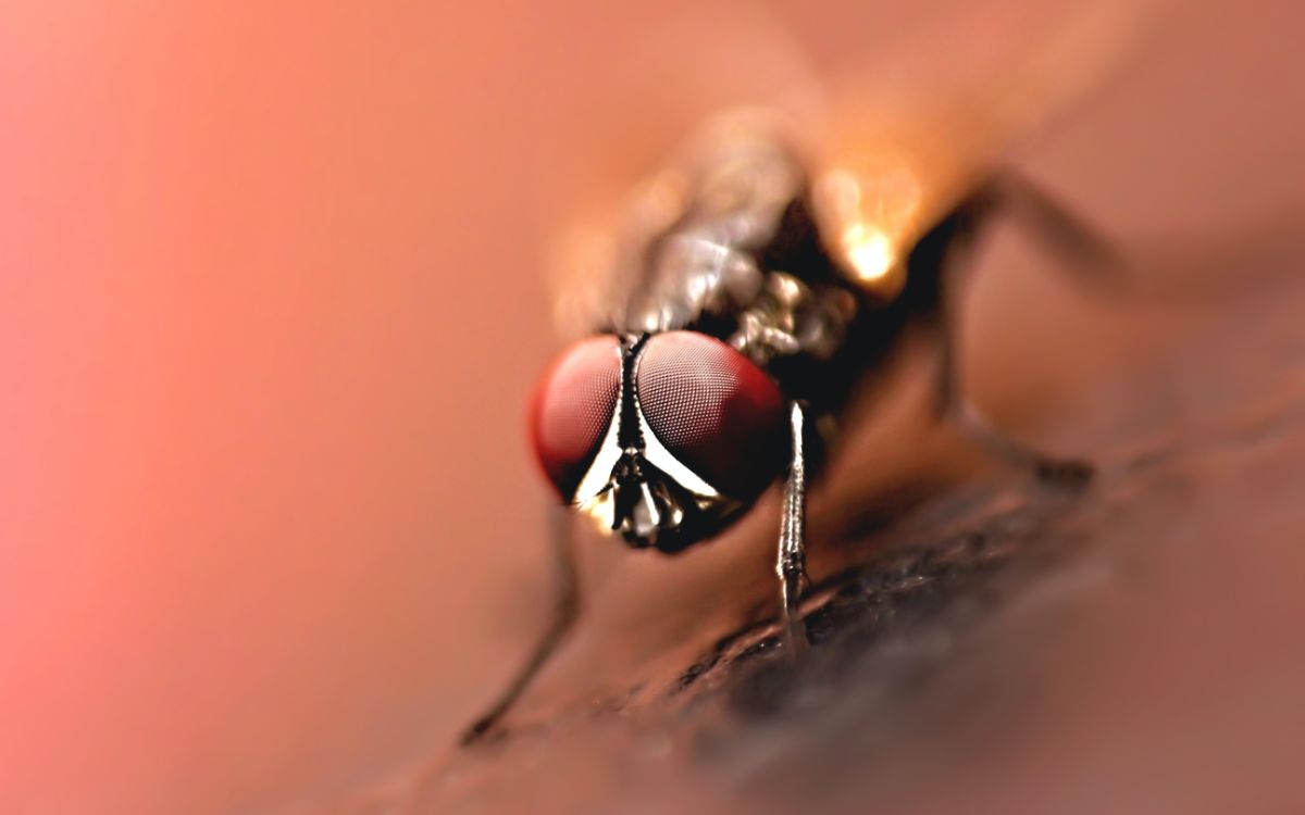 Wasp Closeup