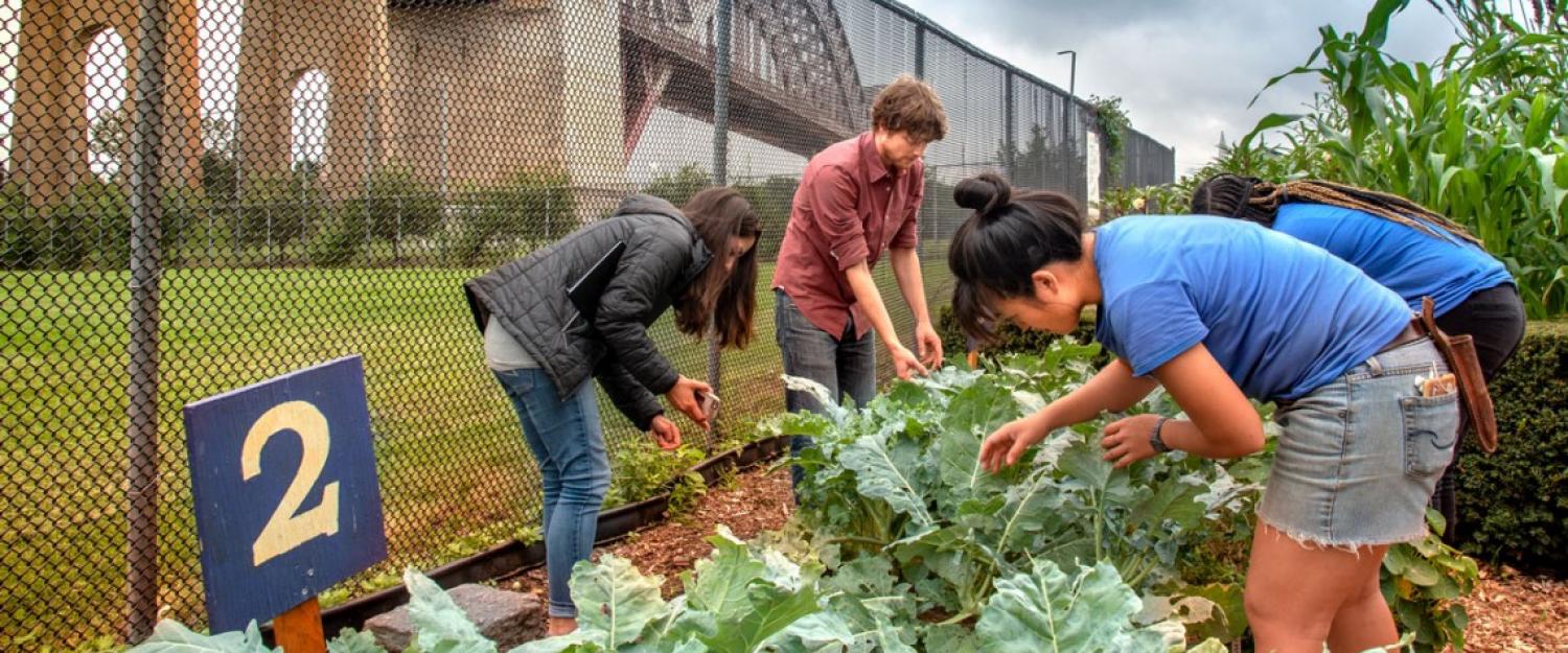 People working in an urban garden