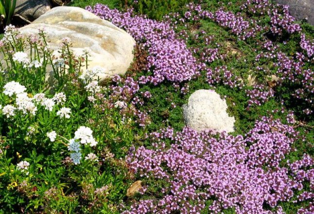 Creeping thyme