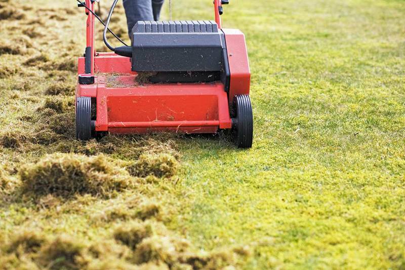 A worker dethatches a lawn with an electric lawn dethatcher.