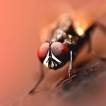 Natural Fly Repellents That Actually Work