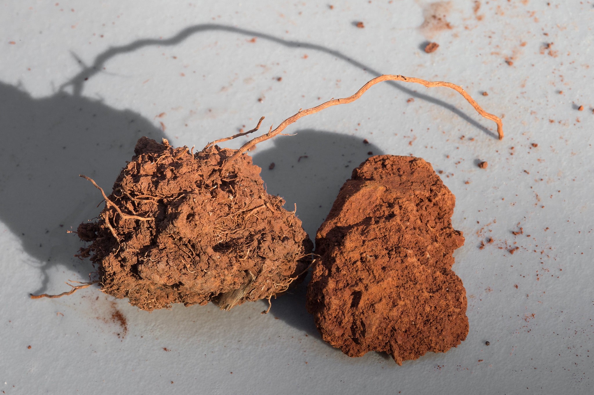 Healthy soil (left) vs. compacted soil