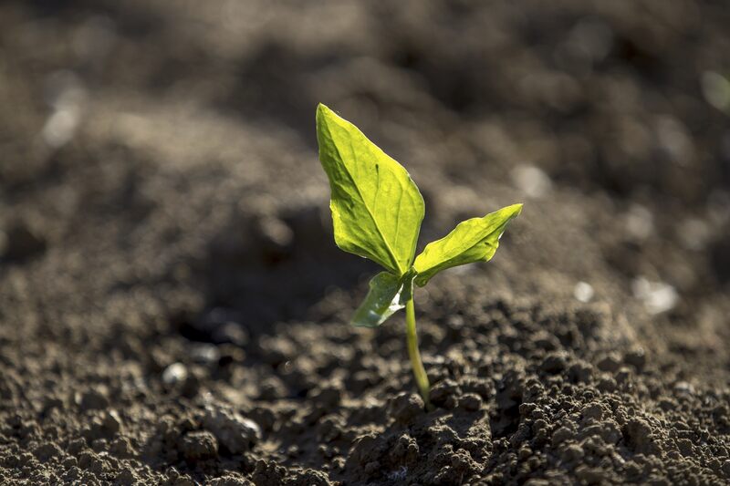 plant in soil