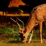 Humane Ways to Make Your Plants and Landscape Deer-Resistant