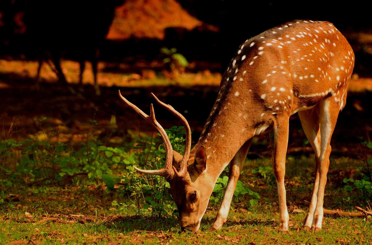 How to Keep Deer Out of Your Garden and Yard